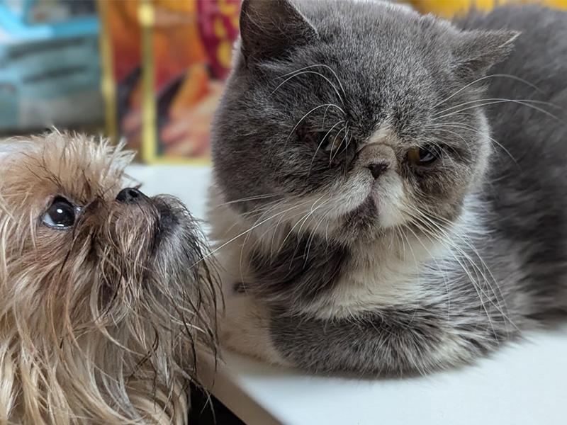 「鼻ぺちゃ」の子犬・子猫をお探しの方は是非!