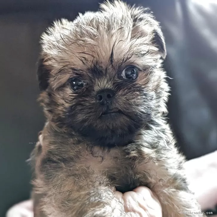 子犬