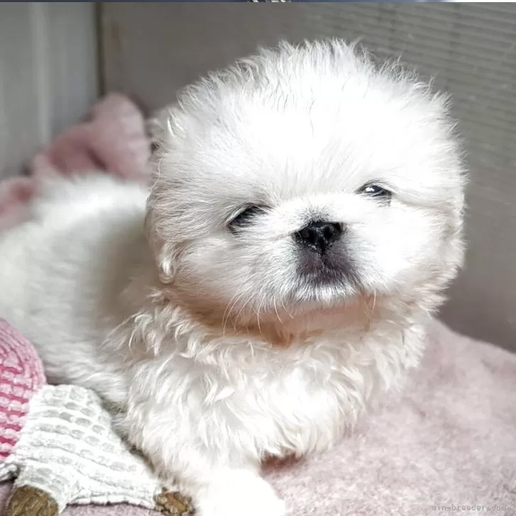 子犬