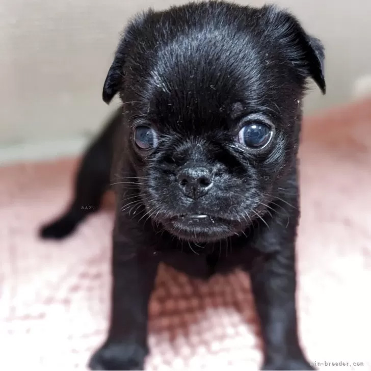 子犬