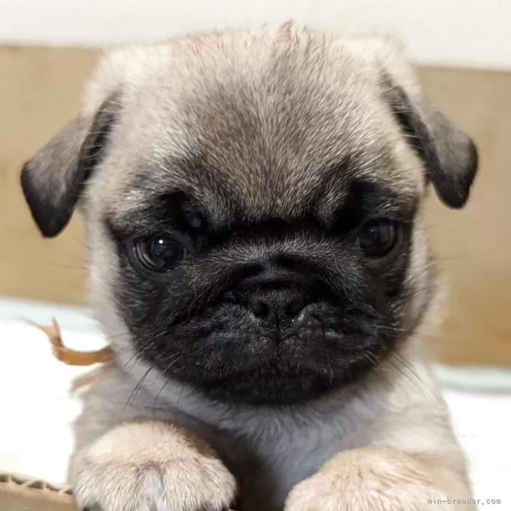 子犬
