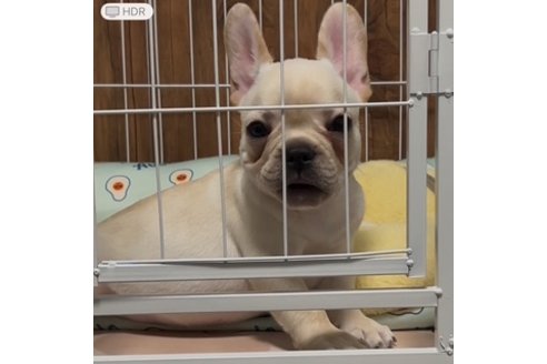 サブレくんの写真